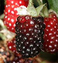 Boysenberry, Rubus x aboriginum x loganobaccus

Click to see full-size image