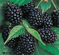 Rubus hybrid - Blackberry Caddo

Click to see full-size image