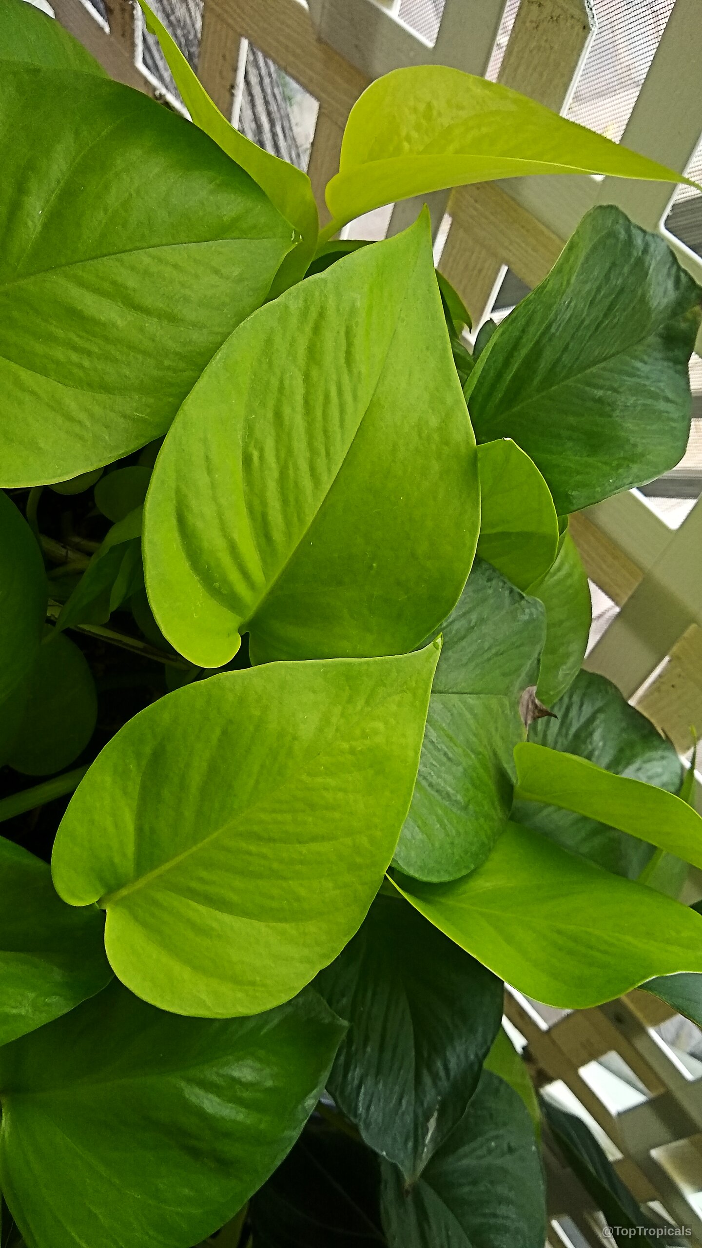 Epipremnum aureum 'Neon' (Golden Neon Pothos) | Top Tropicals Plant  Encyclopedia | Image 5