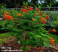 Caesalpinia pulcherrima, Peacock Flower, Barbados Pride, Dwarf Poinciana, Barbados Flower-fence, Gold Mohur

Click to see full-size image