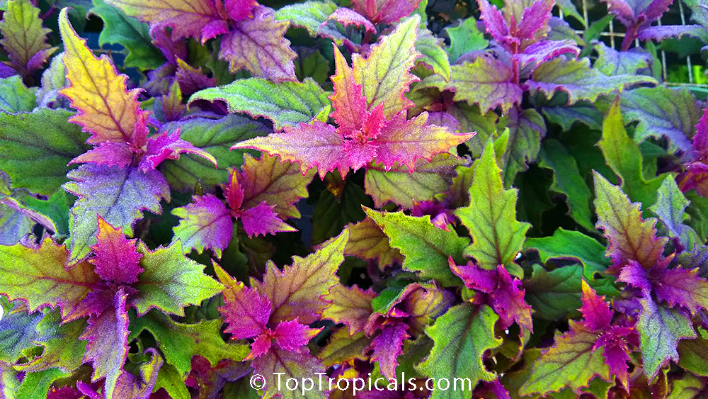 Gynura aurantiaca (Purple Passion)