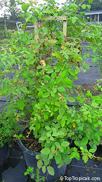 Rubus sanctus, Rubus ulmifolius subsp. sanctus, Holy Bramble, Burning Bush of the Bible. Mother plant specimen of Rubus sanctus at Top Tropicals B-Farm obtained in 2016 from Israel.