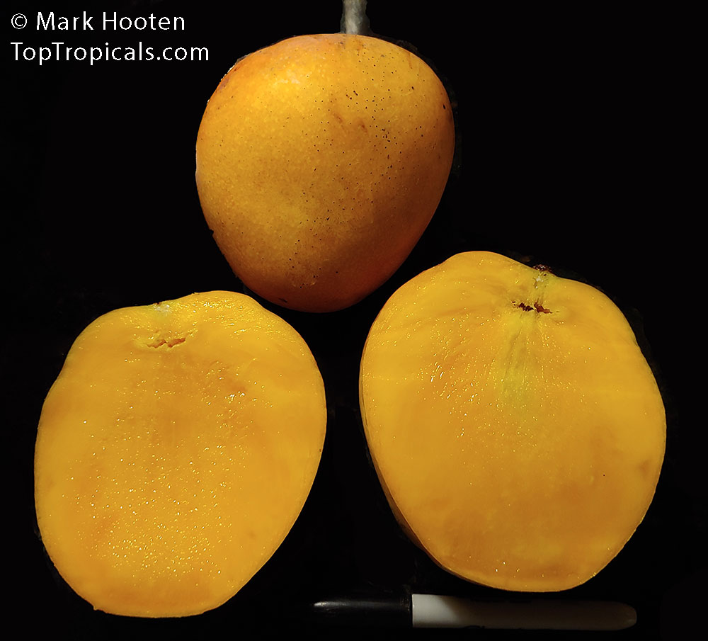 Mangifera indica, Mango. Var. Dora by Mark Hooten selection