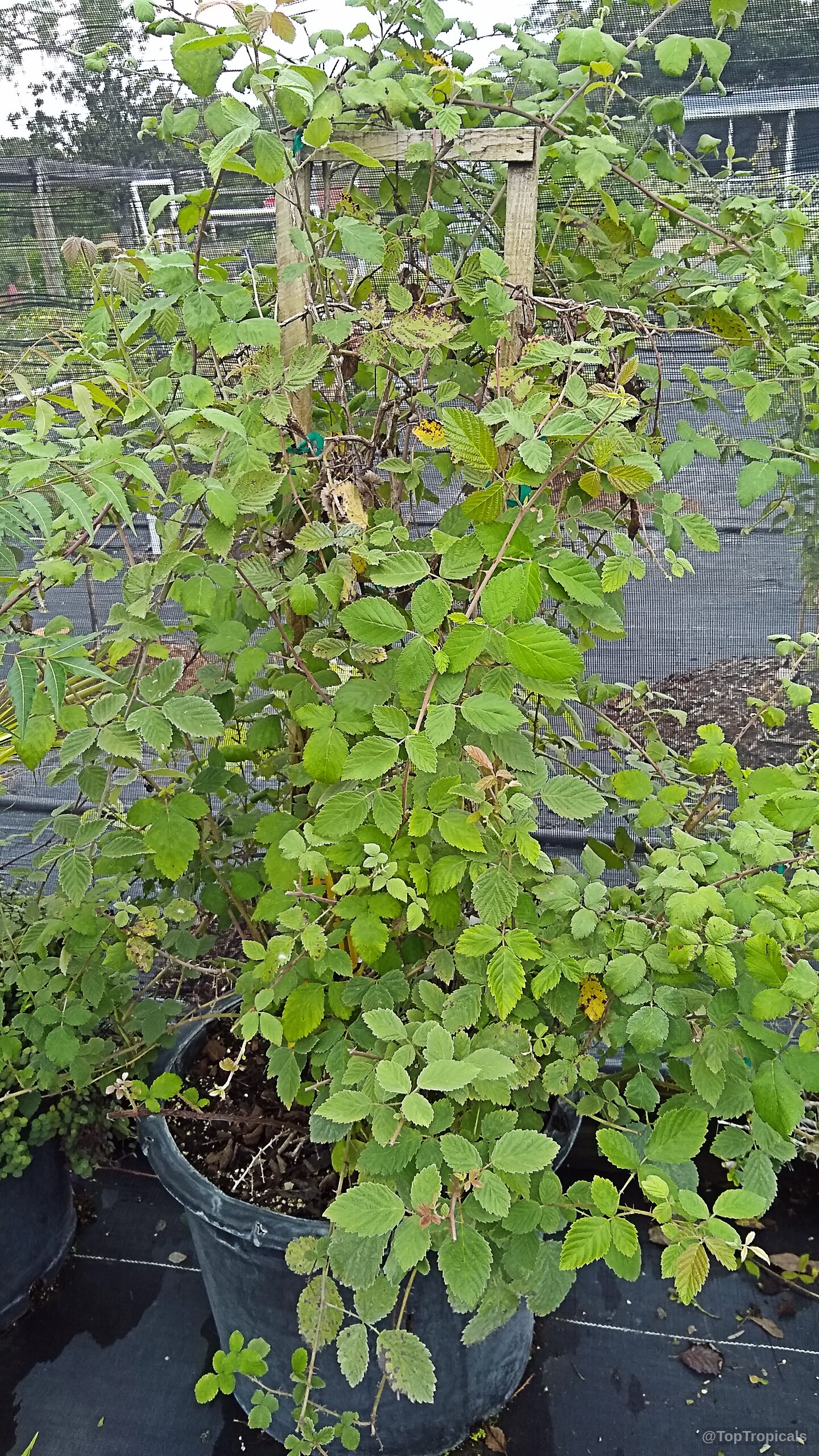 Rubus sanctus (Holy Bramble) growing in a black container with support structure for climbing stems Rubus sanctus (Holy Bramble) green plant in container with thorny woody climbing stems and leaves