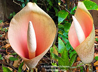 ~Lily of the Nile~ Devils Tongue Amorphophallus bulbifer Live potd small Plant 