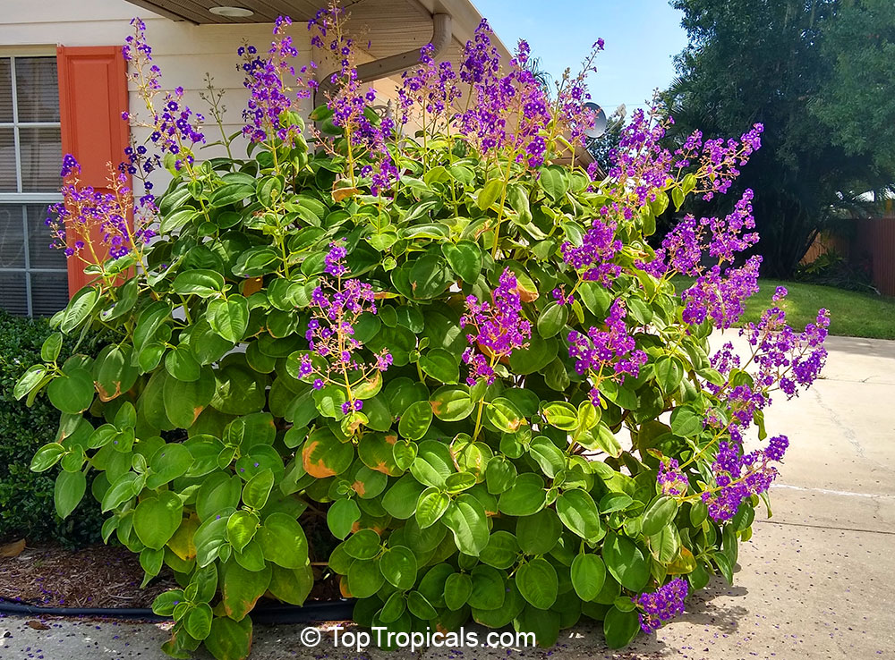 Tibouchina lepidota , Dwarf Princess Flower, Glory Bush, Mayo