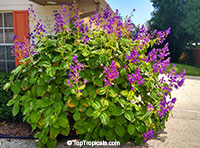 Tibouchina multiflora (grandifolia) - Glory bush, Quaresmeira

Click to see full-size image