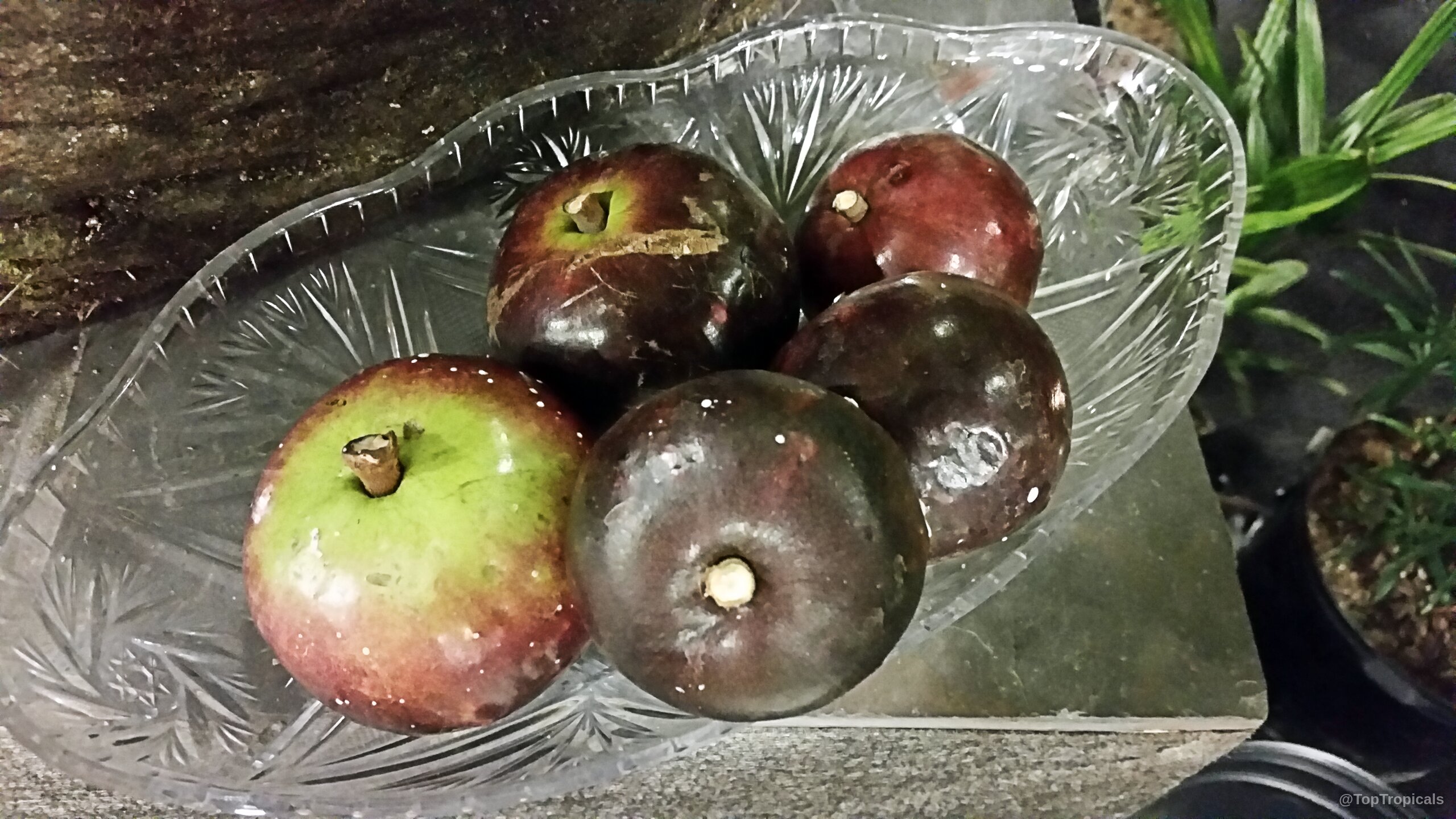 Chrysophyllum cainito (Caimito) round purple and green fruit on a plate ready for a snack Chrysophyllum cainito (Caimito) purple green fruit close up on a plate for better detail