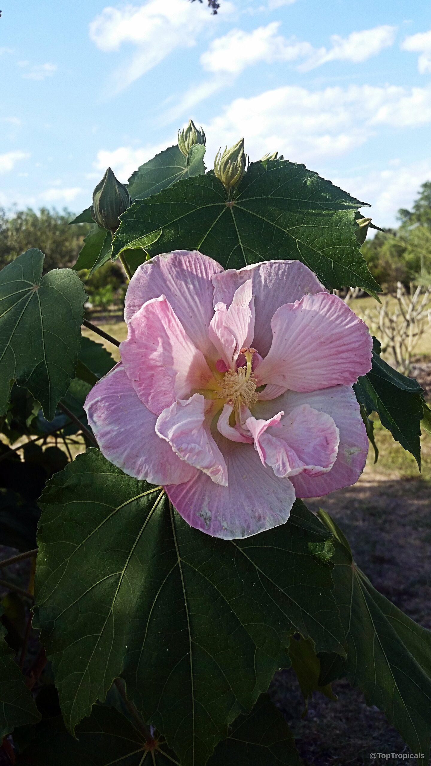 Hibiscus mutabilis (Confederate Rose) pink flower with delicate ruffled petals and green foliage nearby Hibiscus mutabilis (Confederate Rose) pink flower close up with green leaves in the background