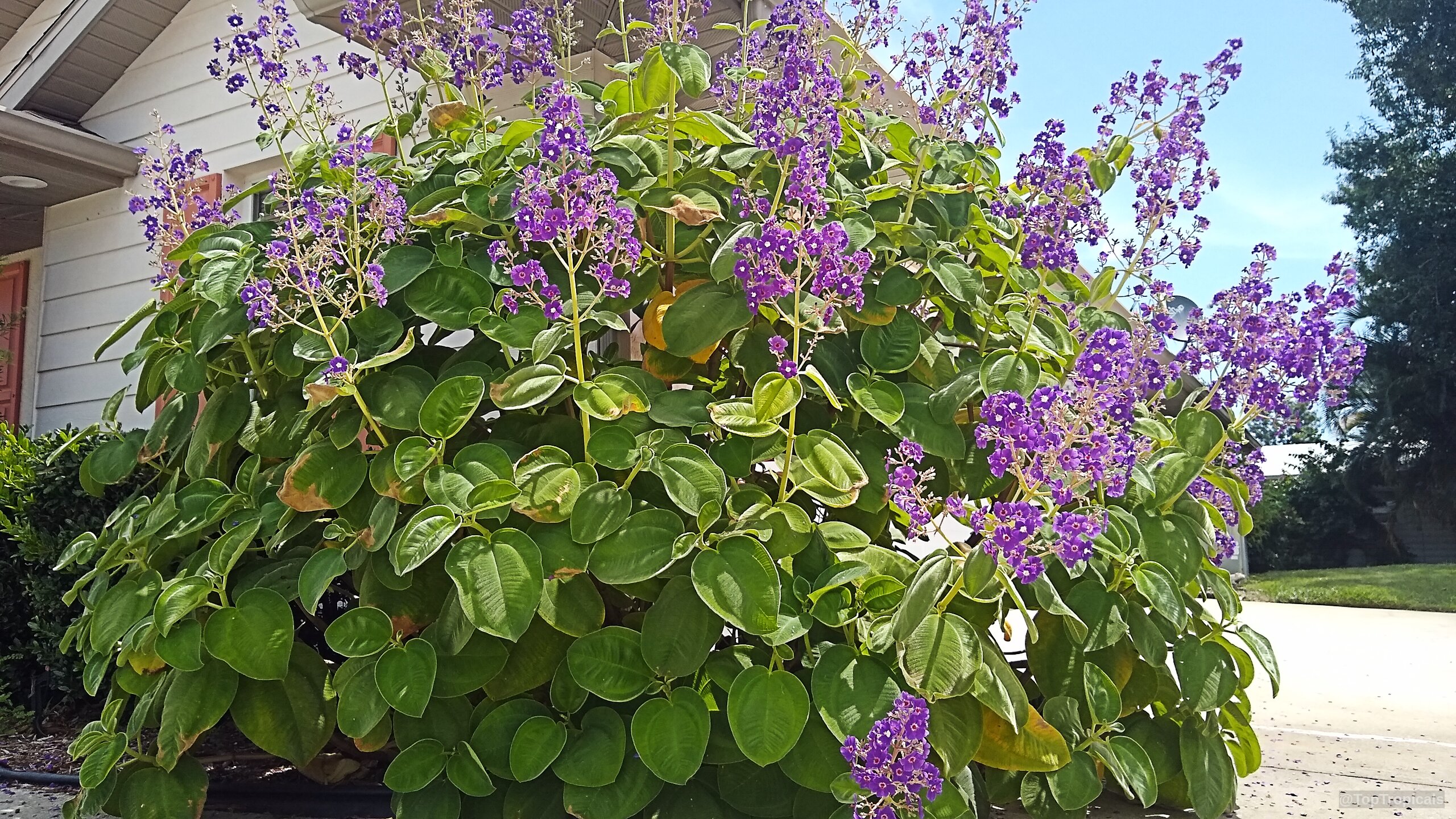 Pleroma heteromallum (Glory bush) with purple flower spikes and large oval green plant leaves.