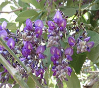Lonchocarpus capassa (Philenoptera violacea) -   Mupandapanda
