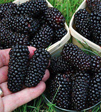Rubus hybrid - Blackberry Kiowa

Click to see full-size image