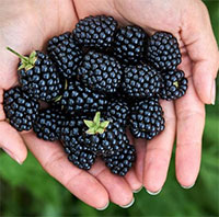 Rubus hybrid - Blackberry Natchez

Click to see full-size image