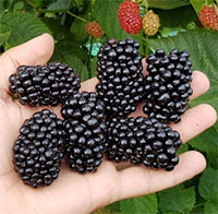Rubus hybrid - Blackberry Ouachita

Click to see full-size image
