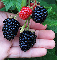 Rubus hybrid - Blackberry Triple Crown Thornless 

Click to see full-size image