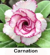 Desert Rose (Adenium) Carnation, Grafted