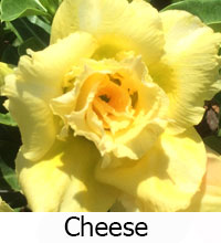 Desert Rose (Adenium) Cheese, Grafted