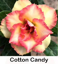 Desert Rose (Adenium) Cotton Candy, Grafted