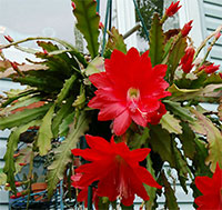 Disocactus ackermanni - Red Orchid Cactus