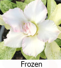 Desert Rose (Adenium) Frozen White Variegated, Grafted