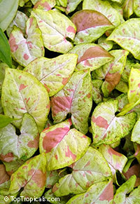 Syngonium podophyllum, Arrowhead vine, Nephthytis, African evergreen. Syngonium podophyllum 'Confetti'