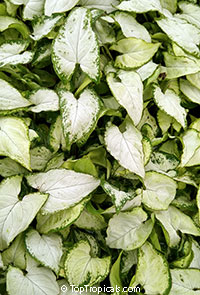Syngonium podophyllum, Arrowhead vine, Nephthytis, African evergreen. Syngonium podophyllum 'Holly M'