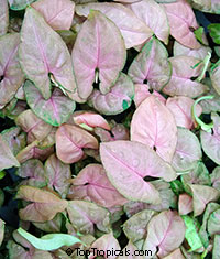 Syngonium podophyllum, Arrowhead vine, Nephthytis, African evergreen. Syngonium podophyllum 'Regina Red'