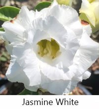 Desert Rose (Adenium) Jasmine, Grafted

Click to see full-size image