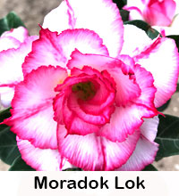 Desert Rose (Adenium) Moradok Lok, Grafted

Click to see full-size image