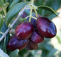 Olive tree Mazanillo, Olea europea
