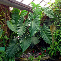 Philodendron speciosum - King of Philodendrons

Click to see full-size image