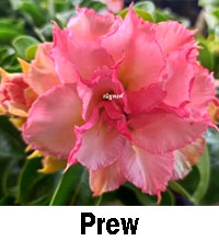 Desert Rose (Adenium) Prew, Grafted

Click to see full-size image