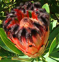 Protea laurifolia - seeds

Click to see full-size image