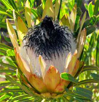 Protea longifolia - seeds