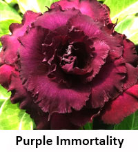 Desert Rose (Adenium) Purple Immortality, Grafted