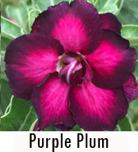 Desert Rose (Adenium) Purple Plum, Grafted