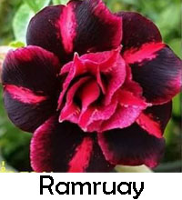 Desert Rose (Adenium) Ramruay, Grafted