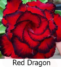 Desert Rose (Adenium) Red Dragon, Grafted