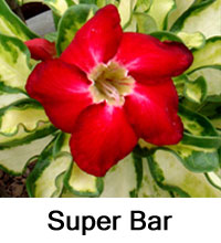 Desert Rose (Adenium) Super Bar, Grafted

Click to see full-size image