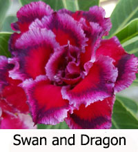 Desert Rose (Adenium) Swan and Dragon, Grafted