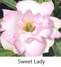 Desert Rose (Adenium) Sweet Lady, Grafted