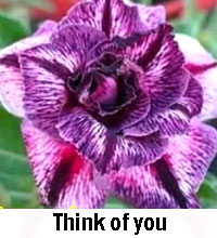 Adenium Think of You, Grafted

Click to see full-size image