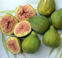 Fig tree Lattarula Italian Honey (Ficus carica)