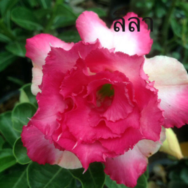 Desert Rose (Adenium) Leela, Grafted