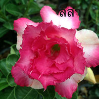Desert Rose (Adenium) Leela, Grafted

Click to see full-size image