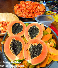 Papaya Jumbo Jambalaya, Carica papaya

Click to see full-size image