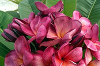 Plumeria Red Cherry Pie (4714), grafted

Click to see full-size image