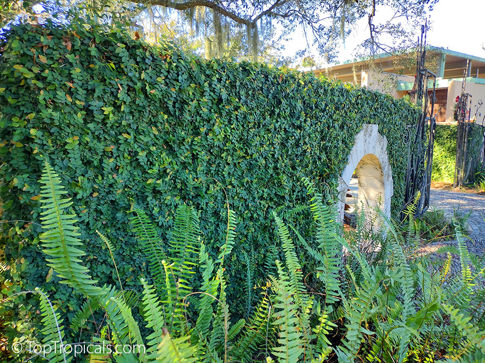 Ficus Pumila