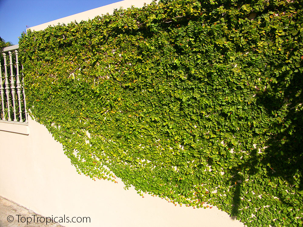 Creeping Fig,Ficus Pumila