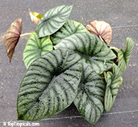 Alocasia guttata var. imperialis - Silver Nebula

Click to see full-size image